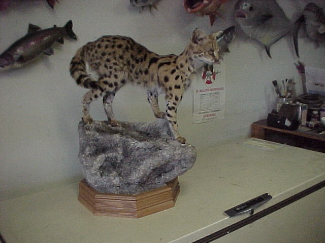 African Serval Cat