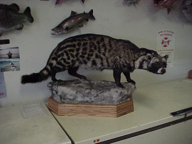 African Spotted Civet