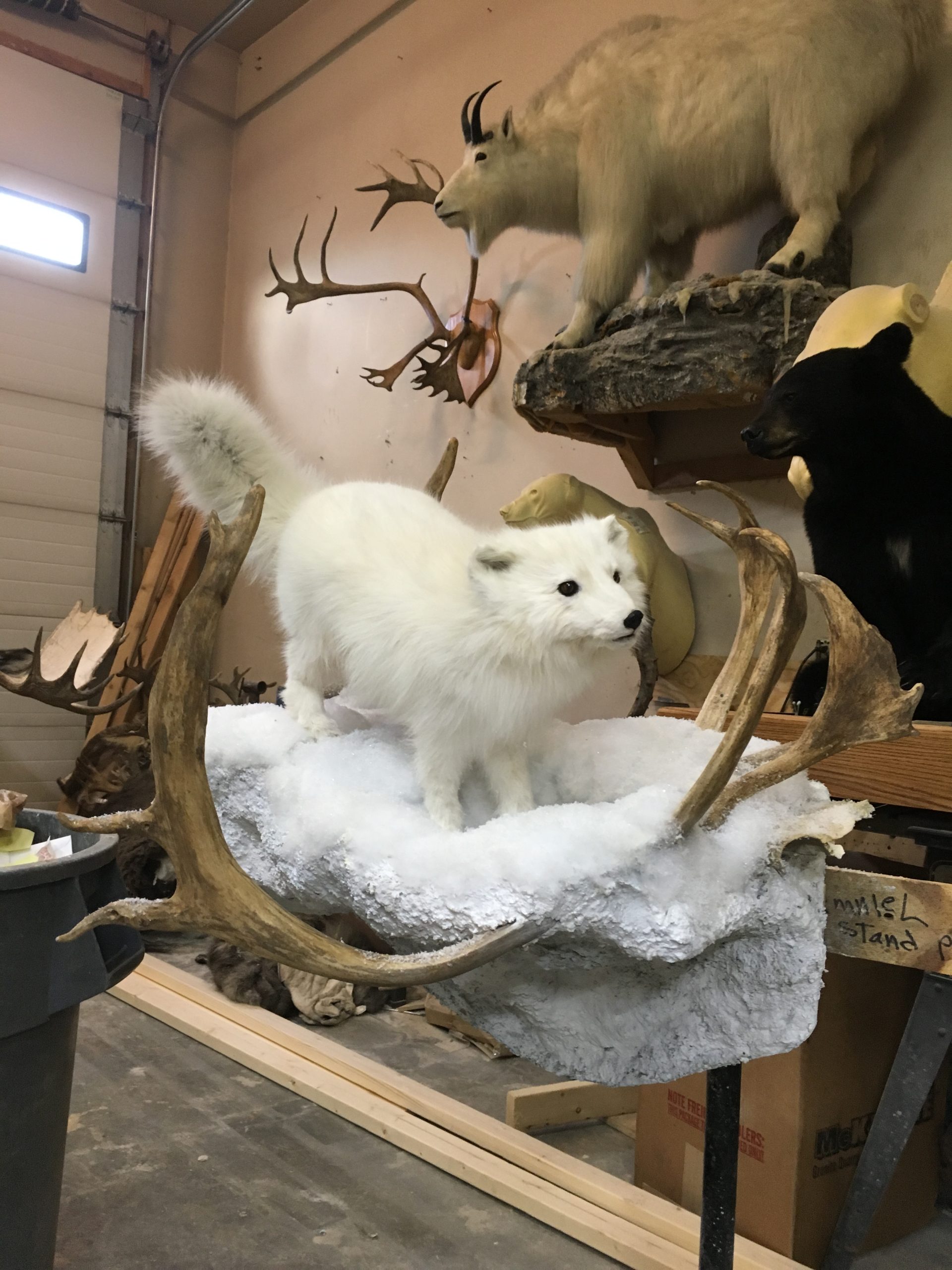 Arctic Fox