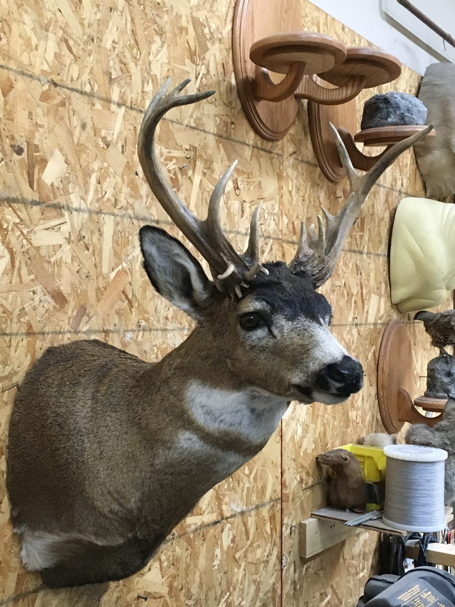 Non Typical Blacktail Deer