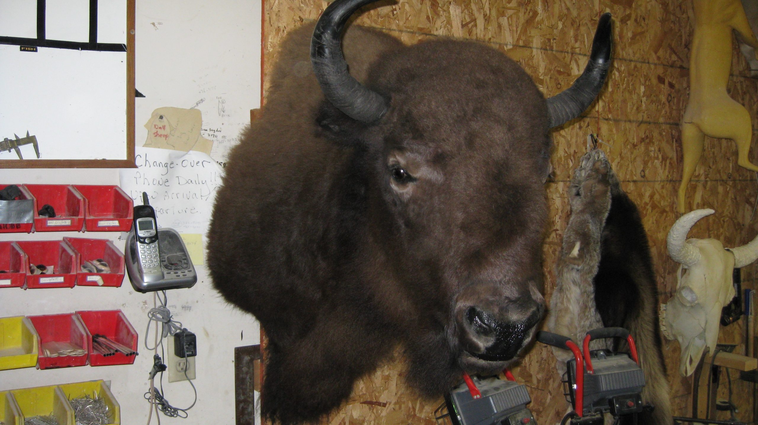 Cow Buffalo F/s
