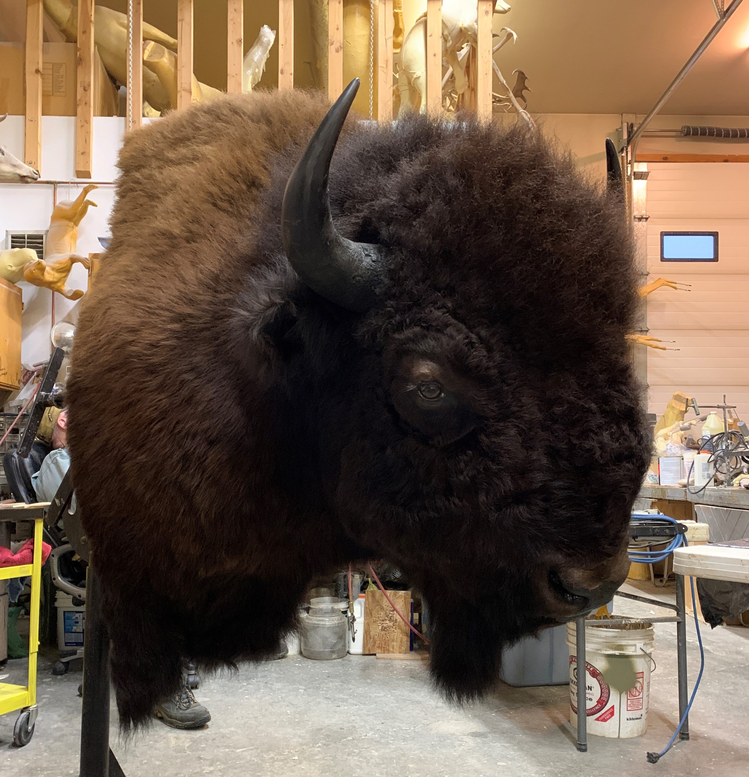 Large Buffalo F/s Slight Right