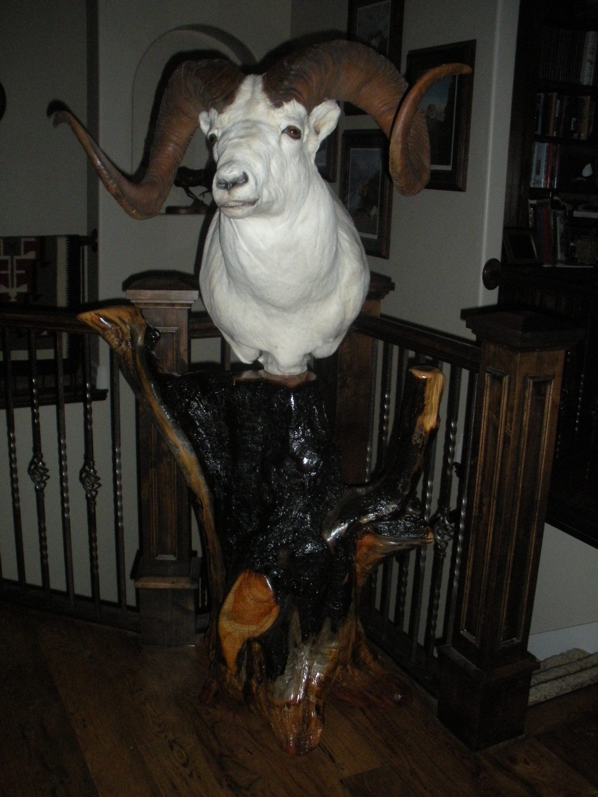 Dall Sheep on custom pedestal