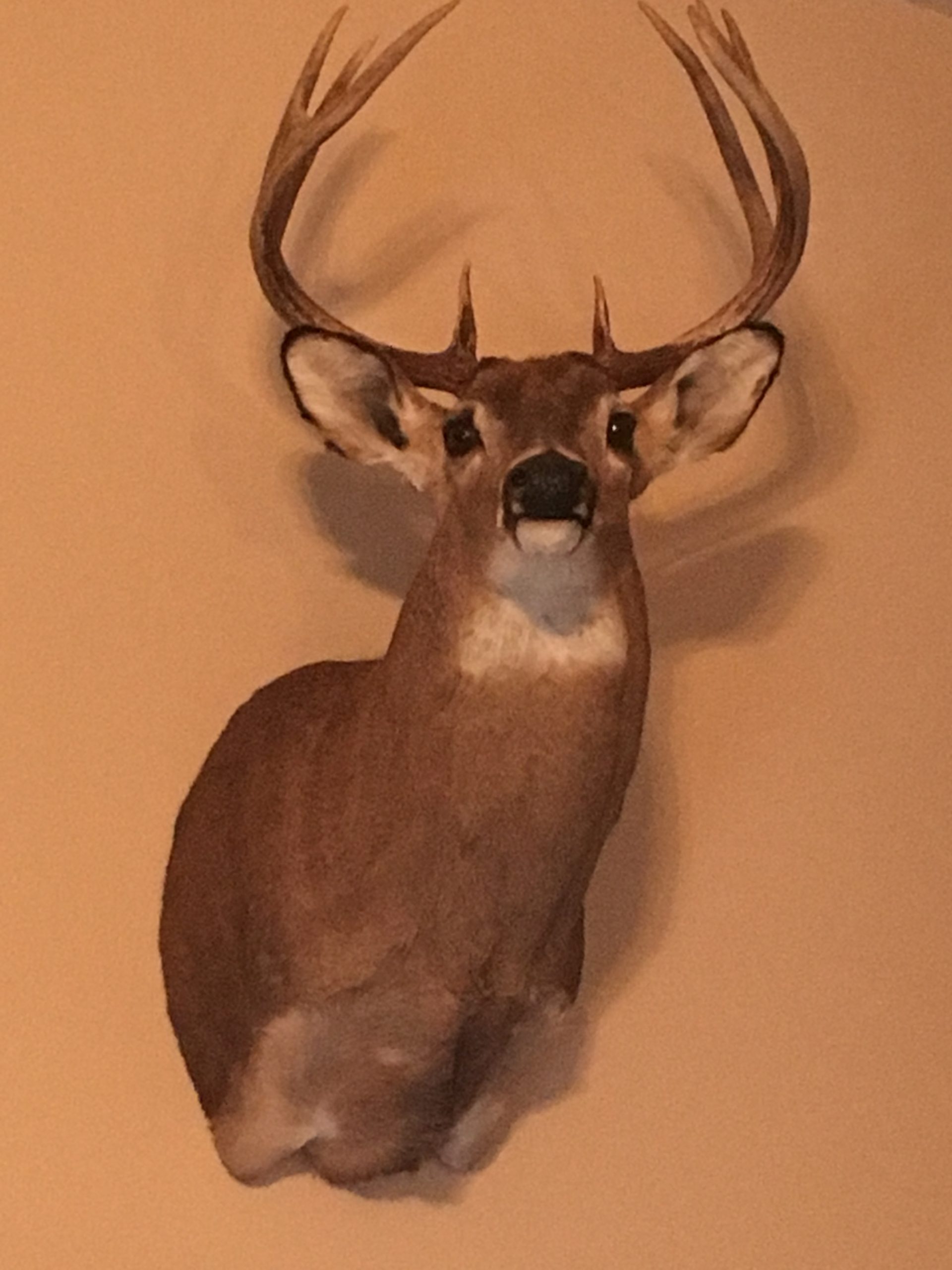 Whitetail Deer F/S