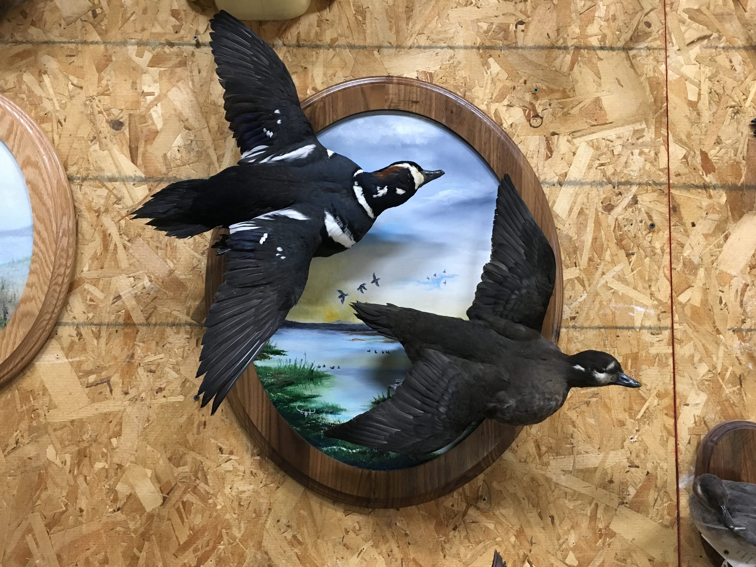 Male/Female Harlequins with painted panel