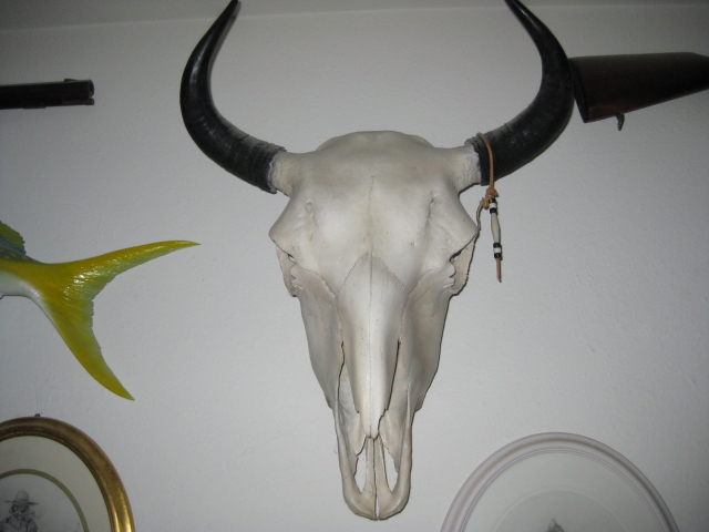 Buffalo European Skull