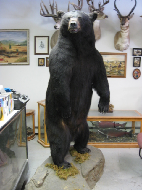 Black Bear/ Joshua