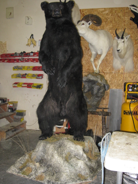 Black bear standing on rock