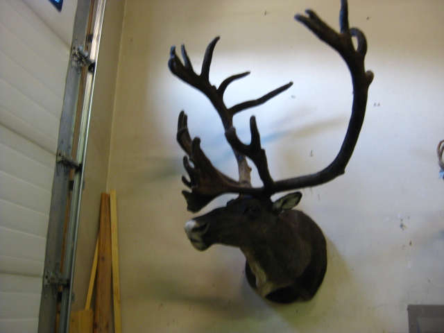 Caribou Shoulder Mount