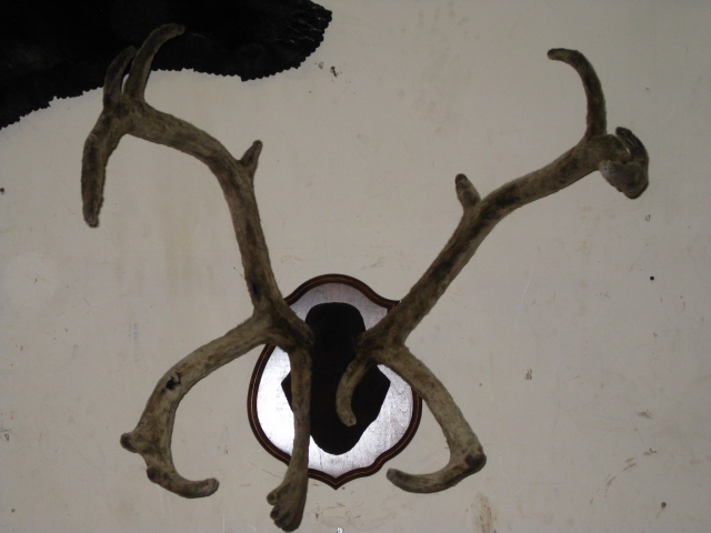 Caribou Buckhorn