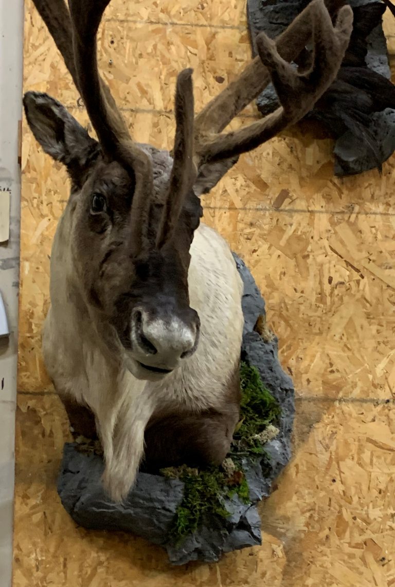 Caribou wall pedestal with habitat