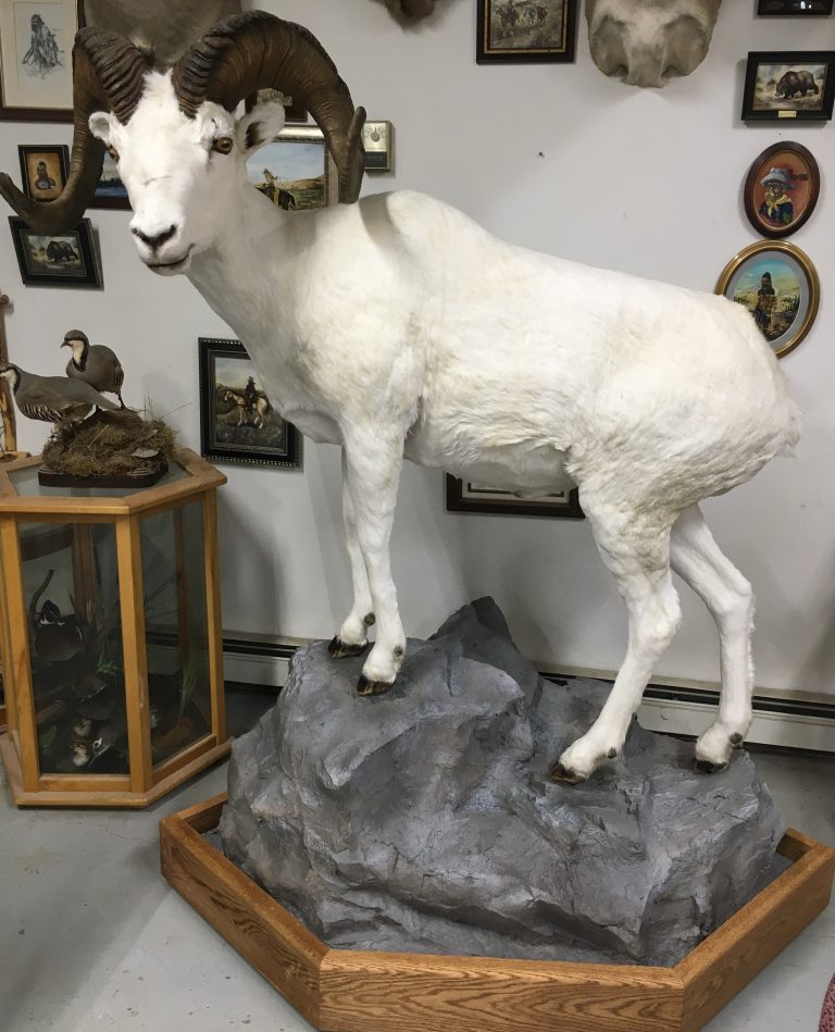 Dall Sheep/ Dimond Base