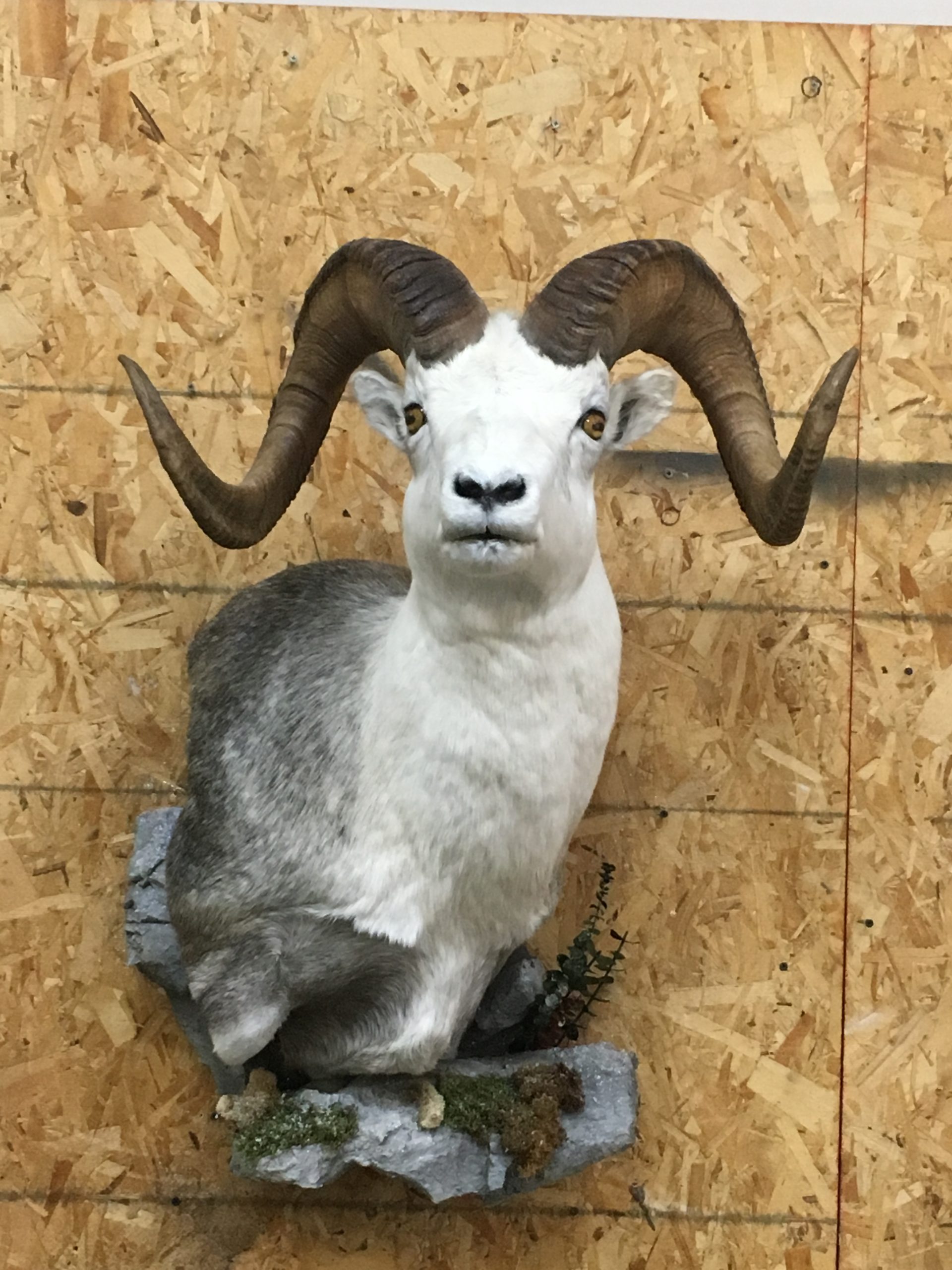 Fannon Dall Sheep Wall Pedestal