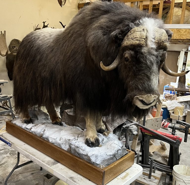 Musk Ox/ Winter Habitat