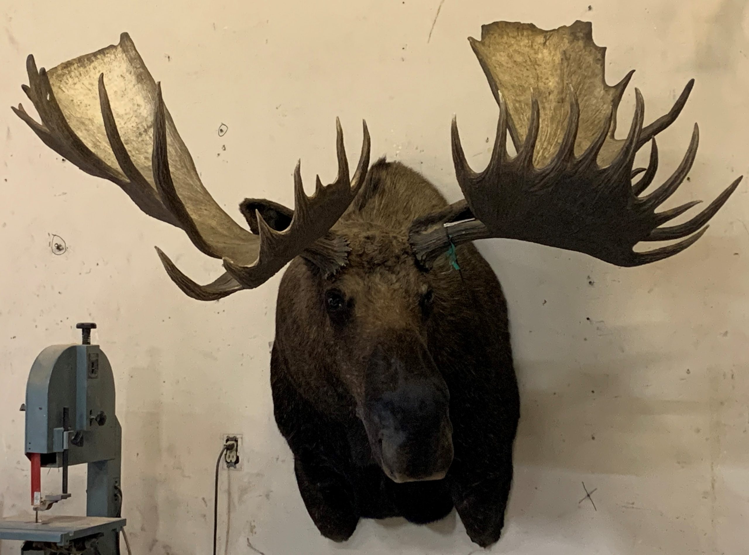 Old Bull Moose F/S