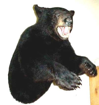 Black Bear 1/2 Life Size