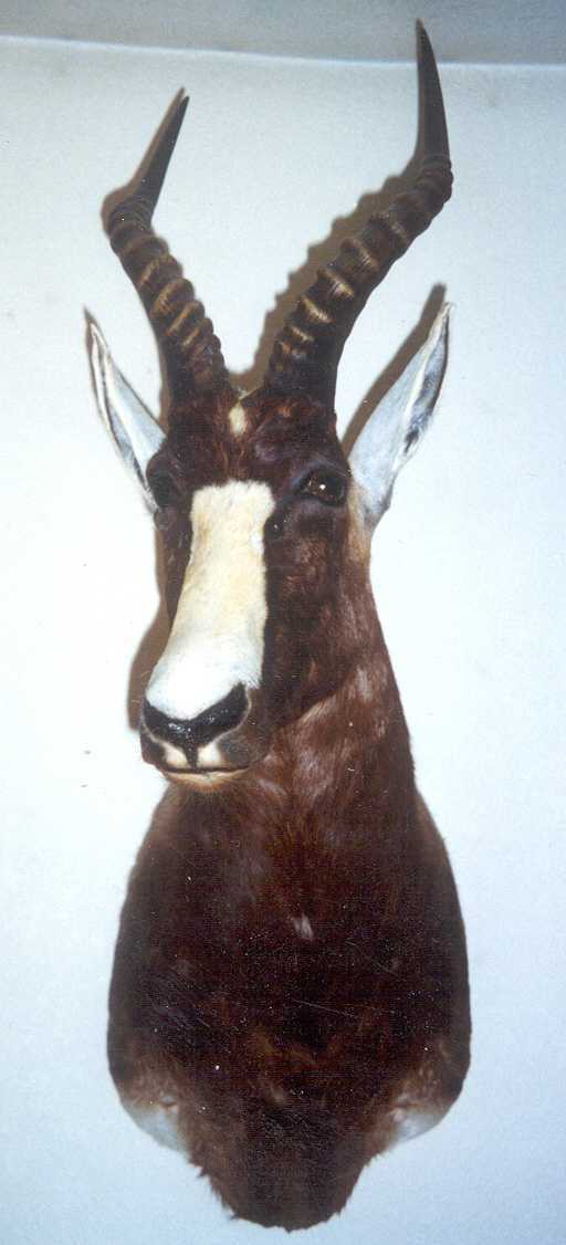 Blesbok