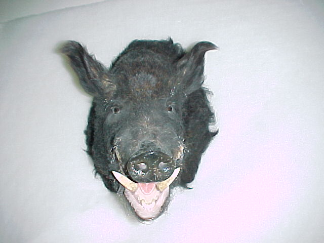 Russian Boar