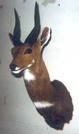 Bush Buck