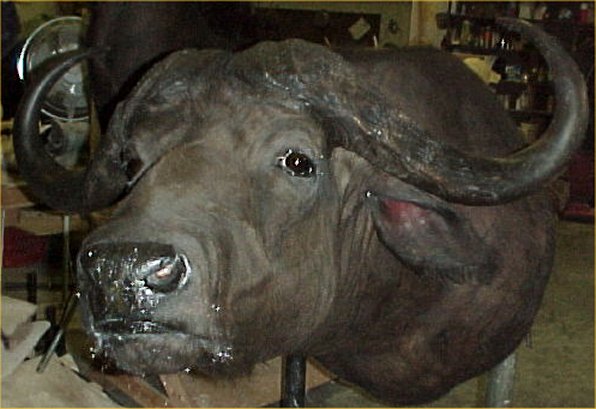 Cape Buffalo