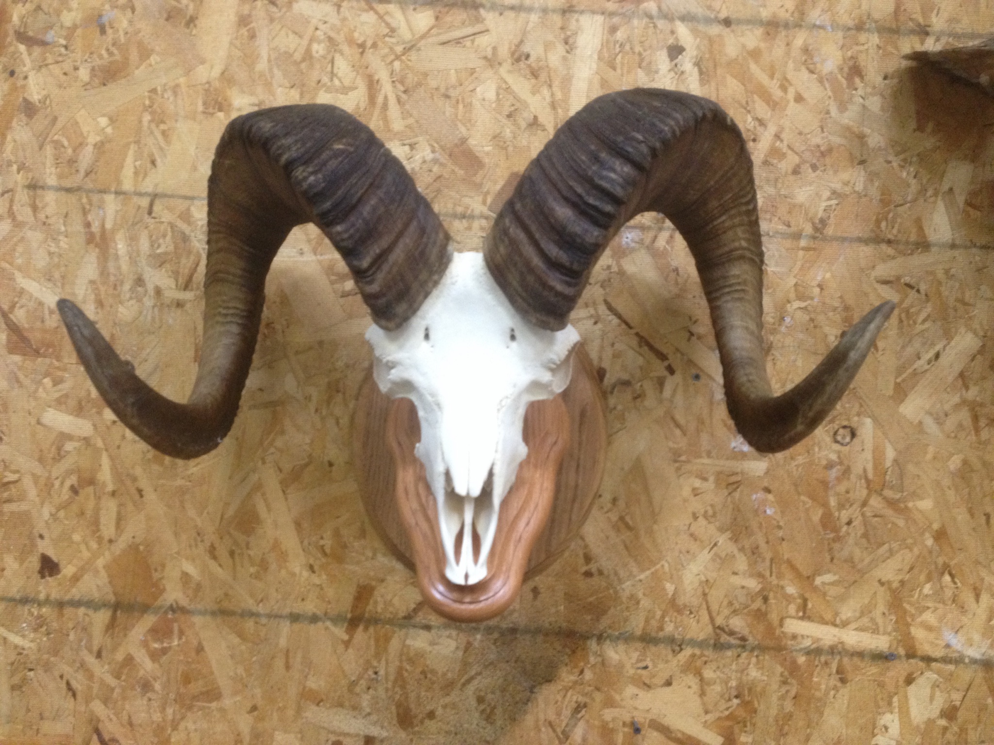 Dall Sheep Euro