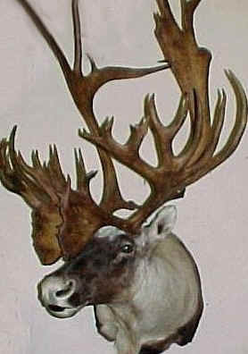 Caribou Shoulder