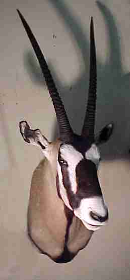 Gemsbok