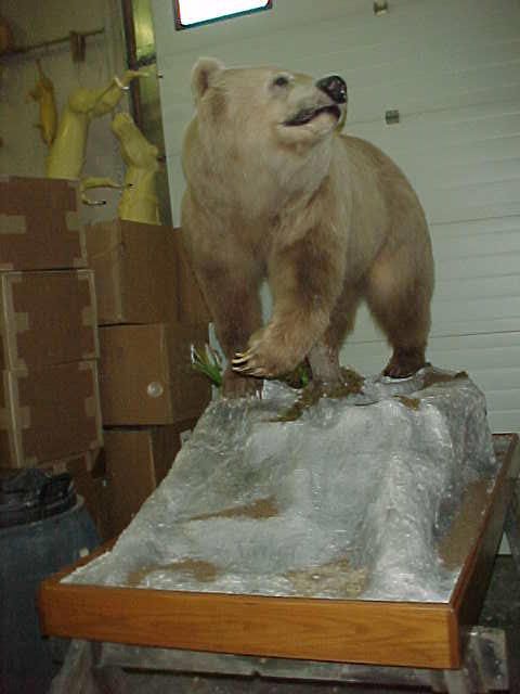 Grizz Lifesize Habitat Mount