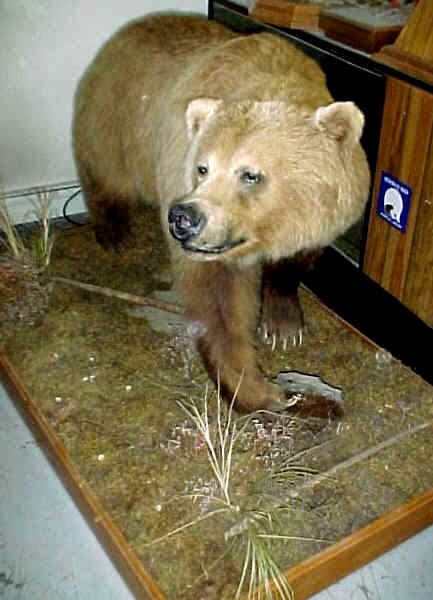 Grizz Walking Life Size