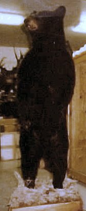 Black Bear Life Size
