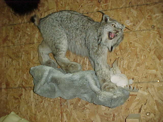 Lynx LifeSize