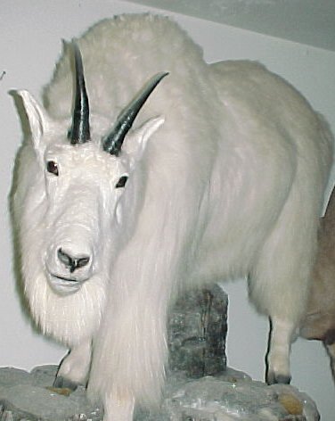 Mountain Goat Lifesize