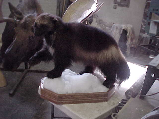 Wolverine Habitat
